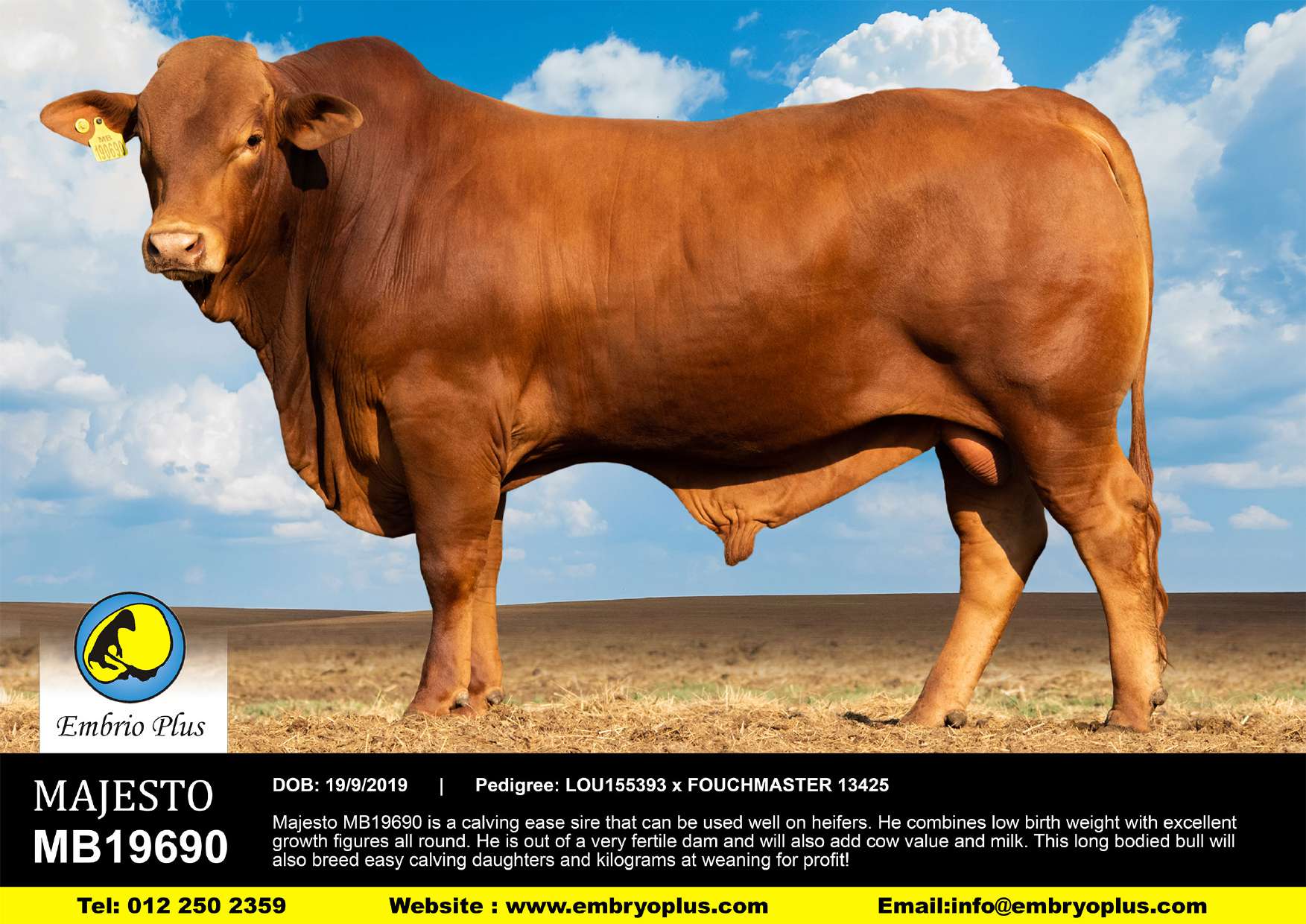 AI Bulls – Beefmaster SA